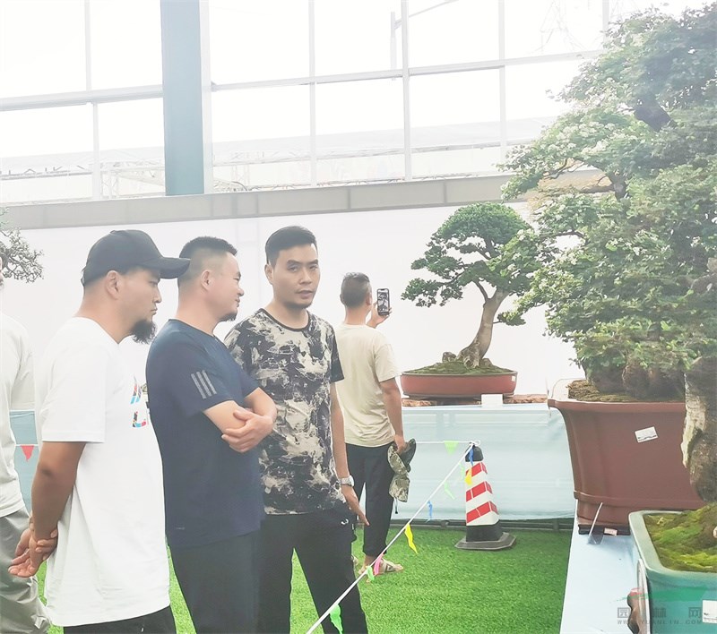 精优盆景吸人眼球.jpg