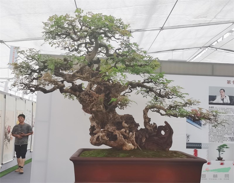 毓园的金奖盆景作品《傲骨雄风（清香木）》.jpg