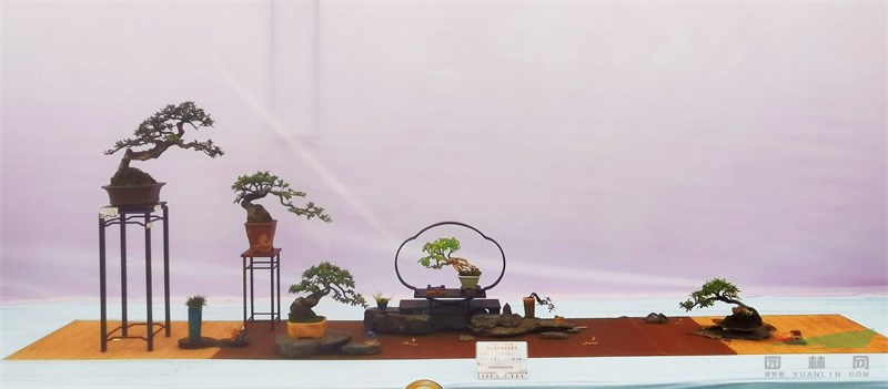 杨建清的金奖盆景作品《一年好景随风到（黑刺、铁马鞭、爬山虎）》.jpg