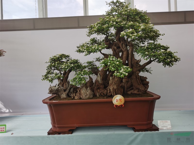 和文华的金奖盆景作品《蝶恋花（小叶羊蹄甲）》1.jpg
