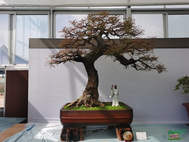 一隐园的金奖盆景作品《天地有春色（清香木）》.jpg
