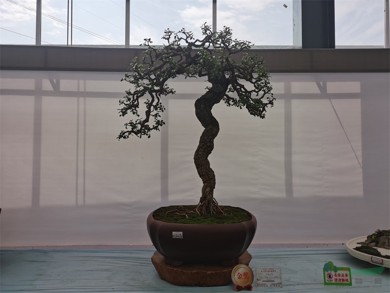 一隐园的金奖盆景作品《起舞迎春（迎春花）》.jpg