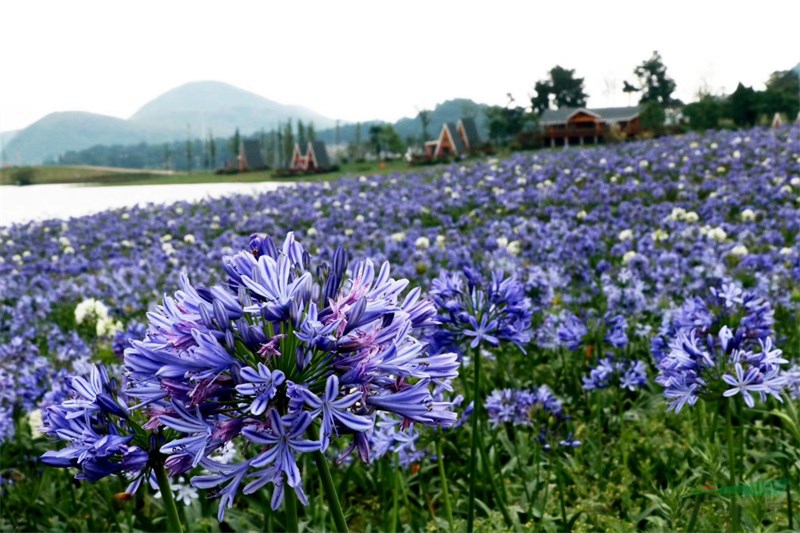 花色妖艳的百子莲花开正好.jpg