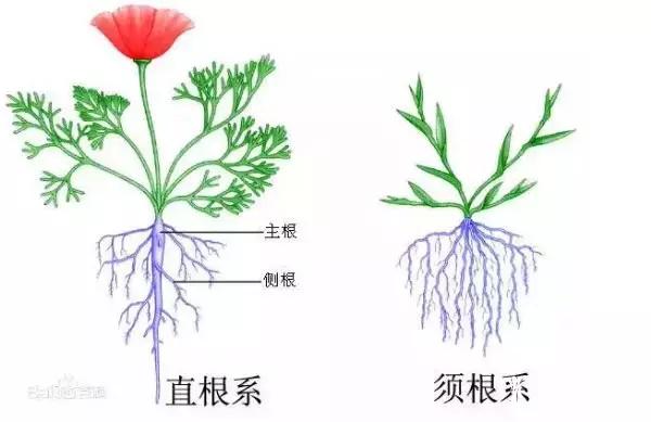 多肉植物根为命,如何修根来保命