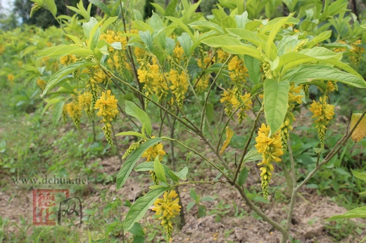 黃花遠志蓓蕾初放