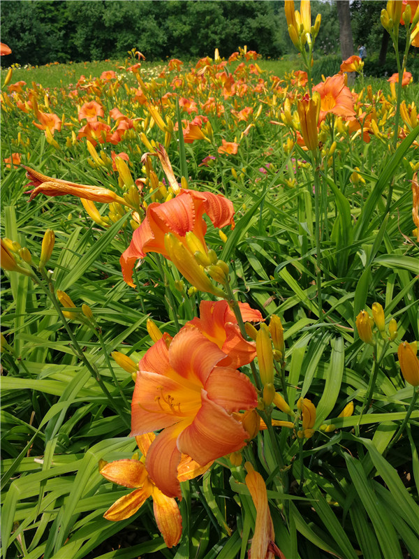 炎炎夏日,看萱草美丽绽放