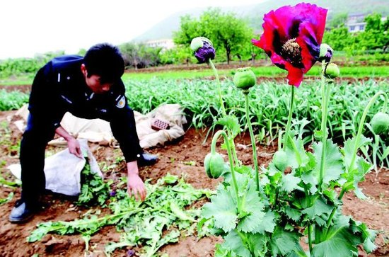 西安:農婦菜地裡誤種罌粟花 稱吃起來味道還不錯