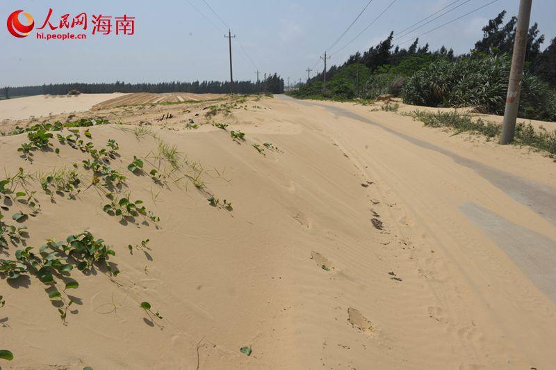 海南:文昌木兰头大片绿地变沙海 百亩树木遭砍伐