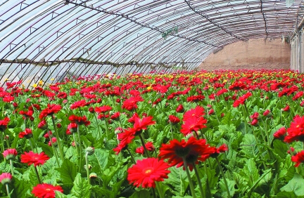 福建清流推進現代花卉苗木產業園建設